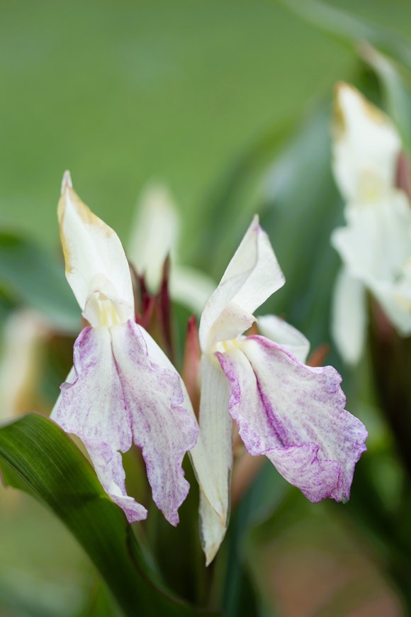 Roscoea x beesiana