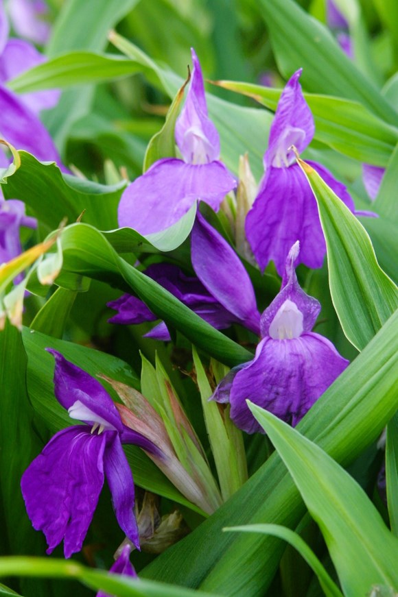 Roscoea purpurea