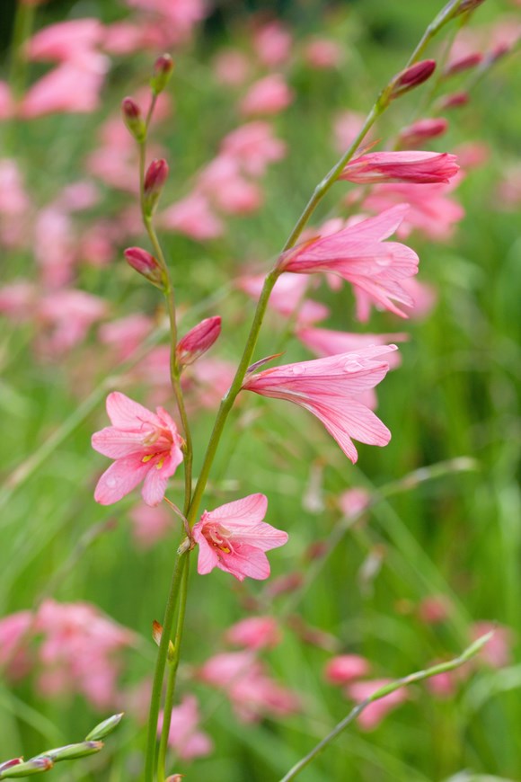 Tritonia x rosea (disticha rubrolucens)
