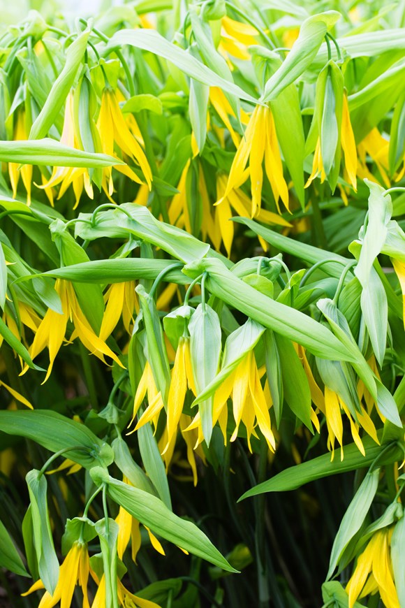 Uvularia grandiflora  