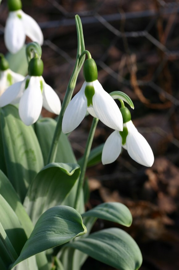 Galanthus elwesii
