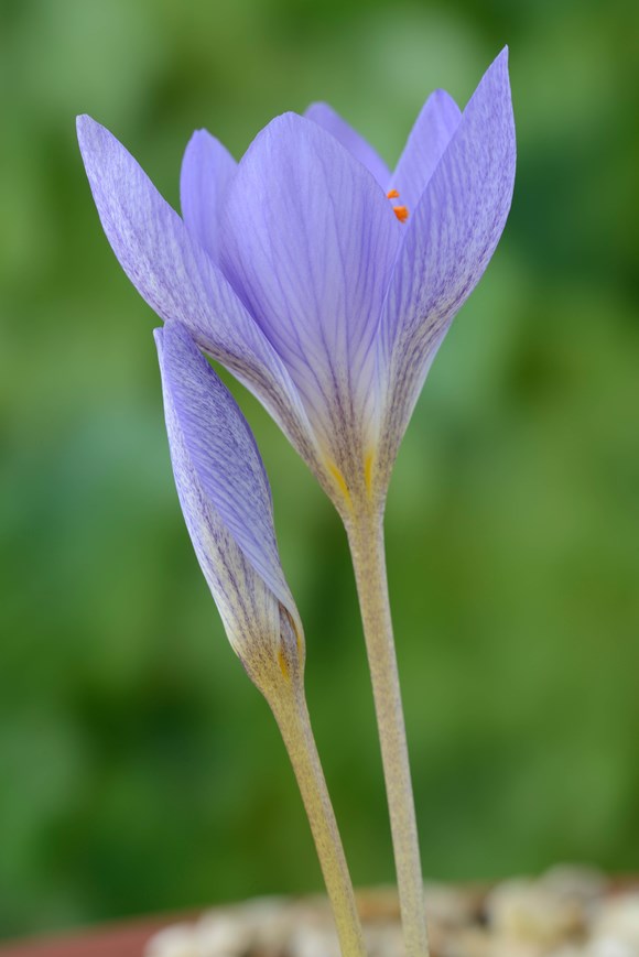 Crocus speciosus Conqueror - Autumn Flowering