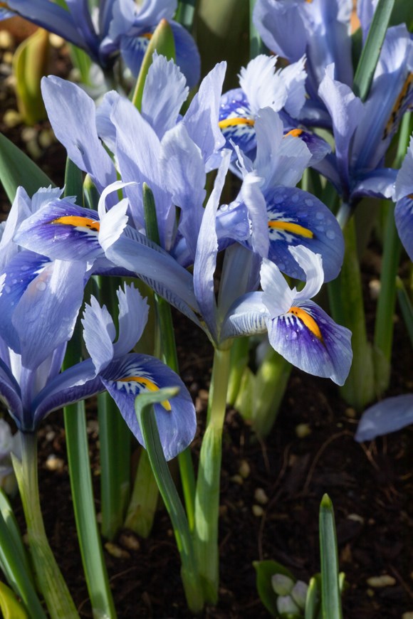 Iris reticulata Alida