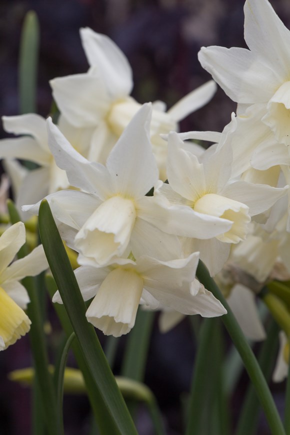 Narcissus Toto 