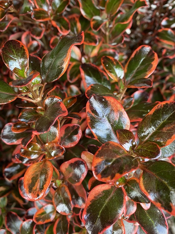 Coprosma Inferno