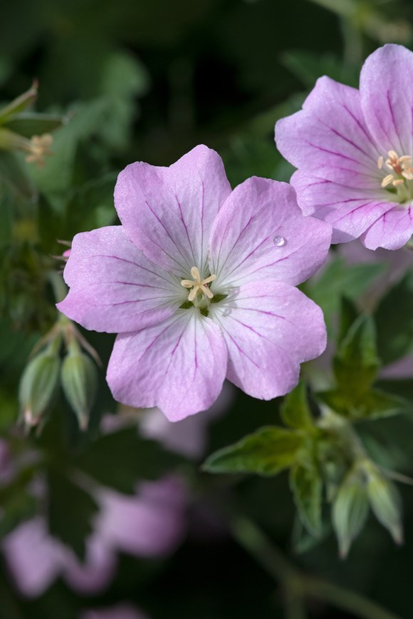 Geranium Dreamland 2ltr