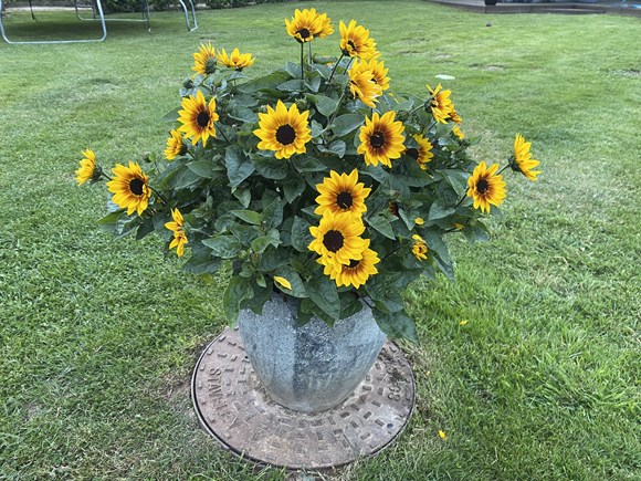 Helianthus Sunbeleivable 