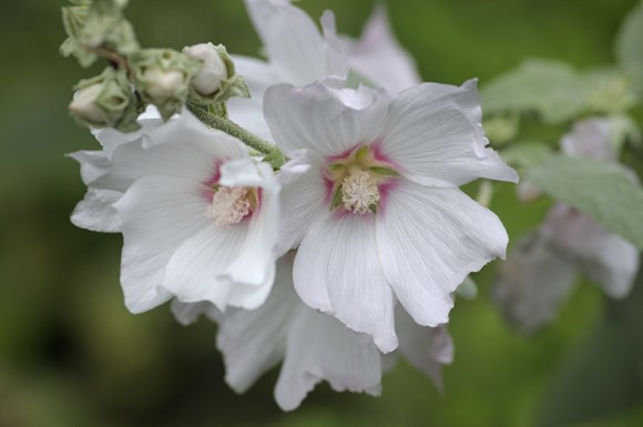 Lavatera Barnsley Baby
