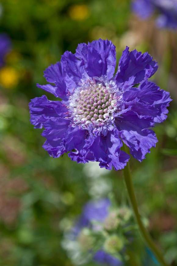 Scabiosa Fama Deep Blue 