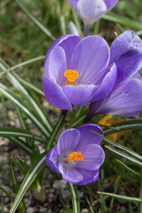Crocus vernus Vanguard