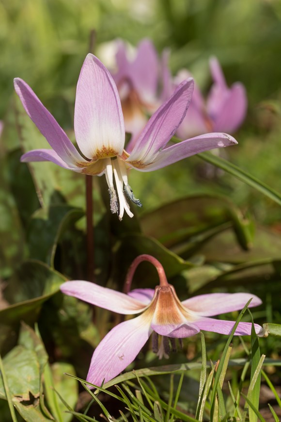 Erythronium dens-canis Lilac Wonder