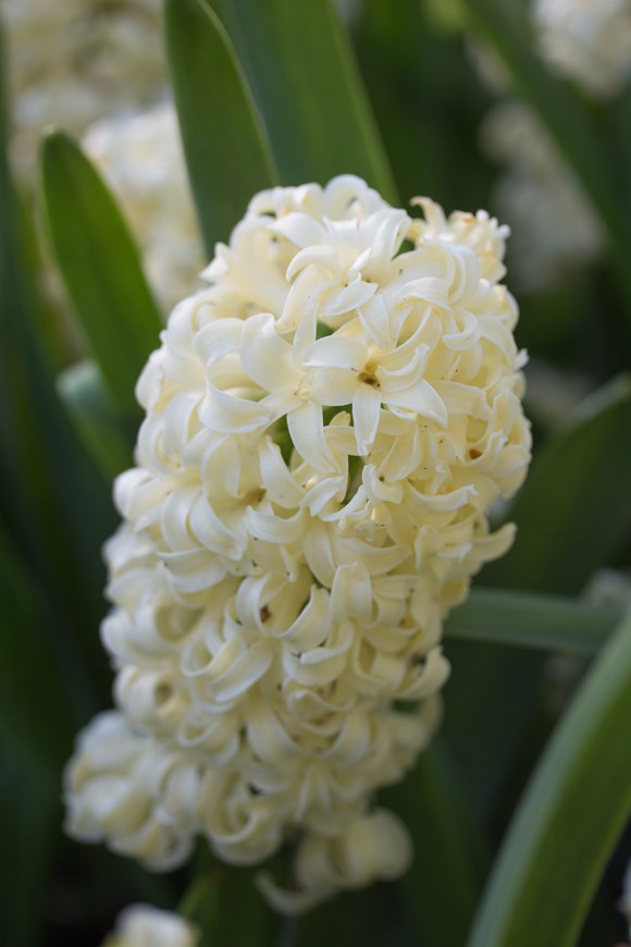 Hyacinthus City Of Haarlem