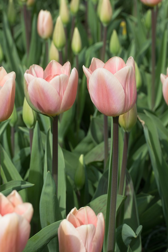 Tulipa Apricot Delight