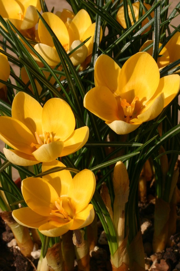 Crocus chrysanthus Romance