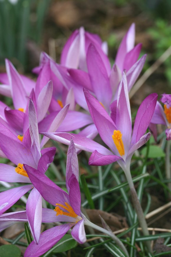Crocus tommasinianus roseus