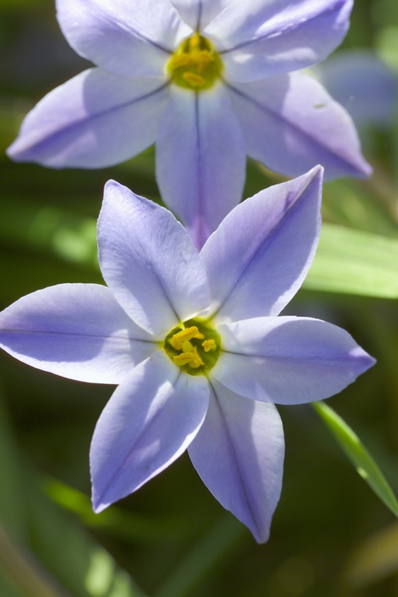 Ipheion Wisley Blue