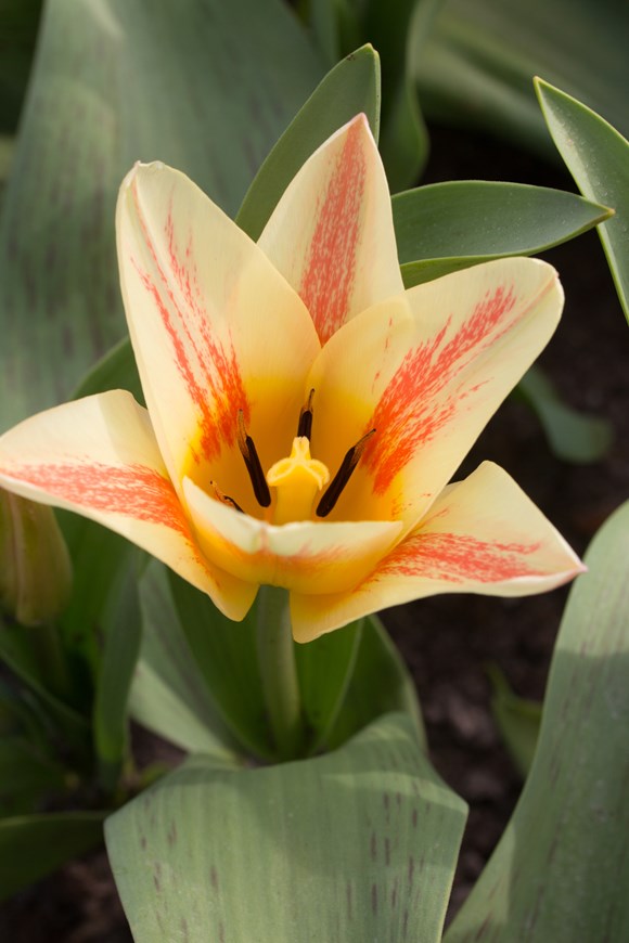Tulipa Quebec