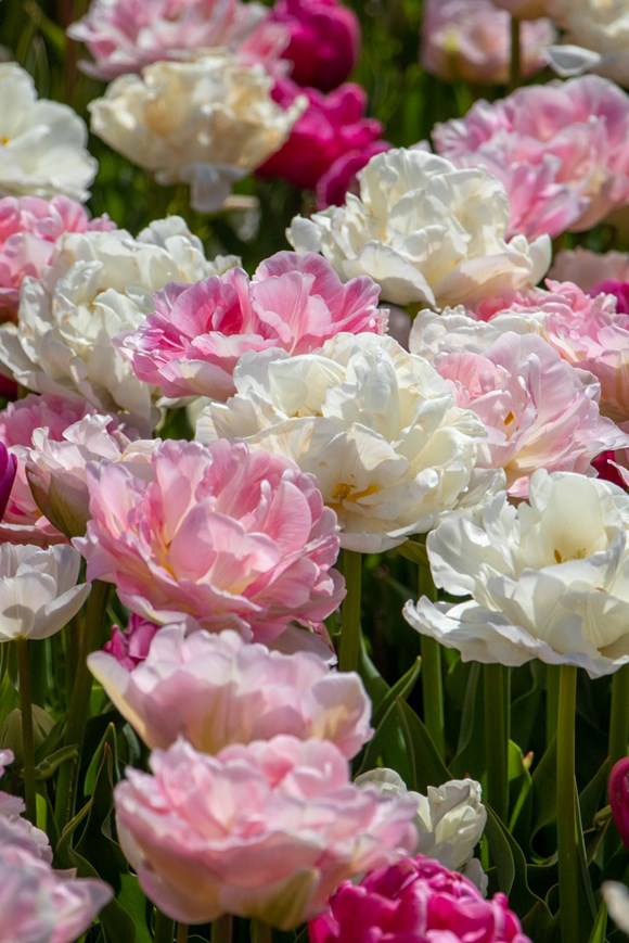 May Romance (Tulip Mix)