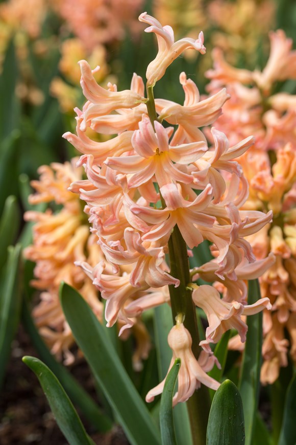 Hyacinthus Gypsy Queen