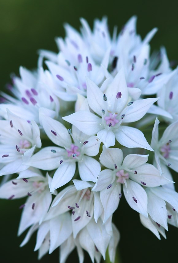 Allium amplectens Graceful Beauty