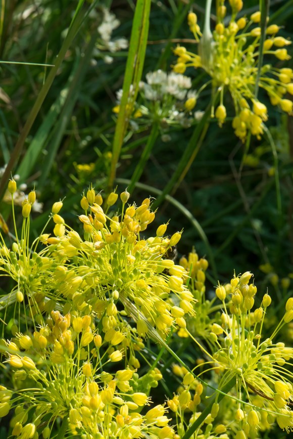 Allium flavum