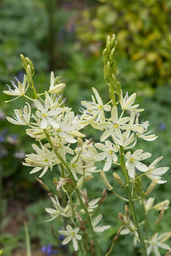 Camassia leichtlinii Silk River