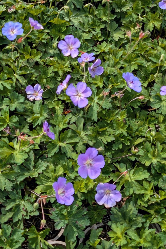 Geranium Bloom Me Away 2ltr