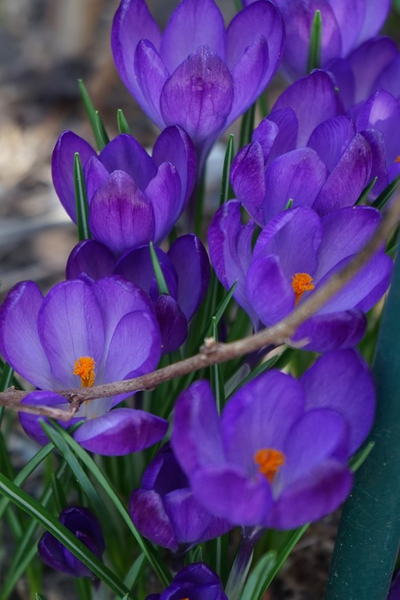 Crocus tommasinianus Barrs Purple