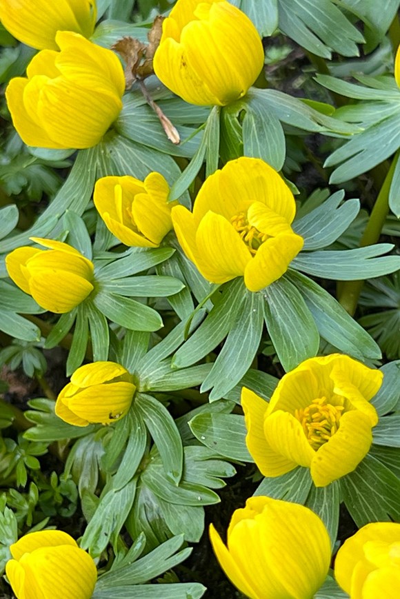 Eranthis cilicica
