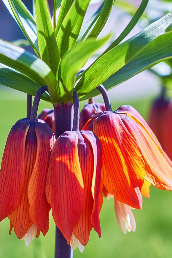 Fritillaria imperialis Orange Beauty