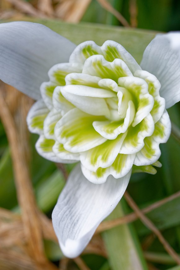 Galanthus nivalis Flore Pleno