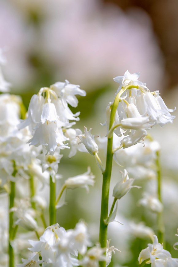Hyacinthoides hispanica Alba Maxima