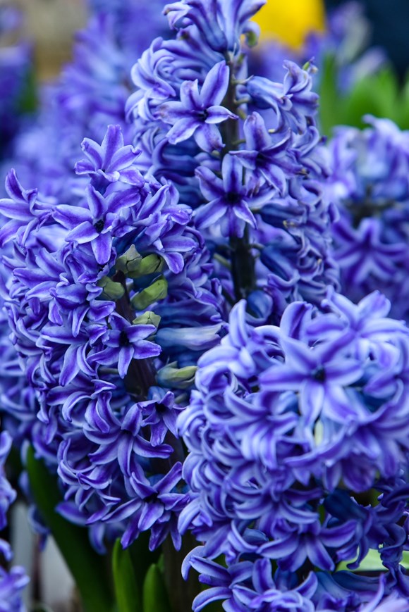 Hyacinthus Blue Jacket