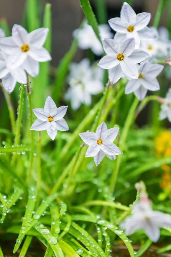 Ipheion uniflorum