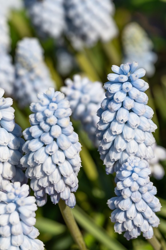 Muscari Baby's Breath (Jenny Robinson)