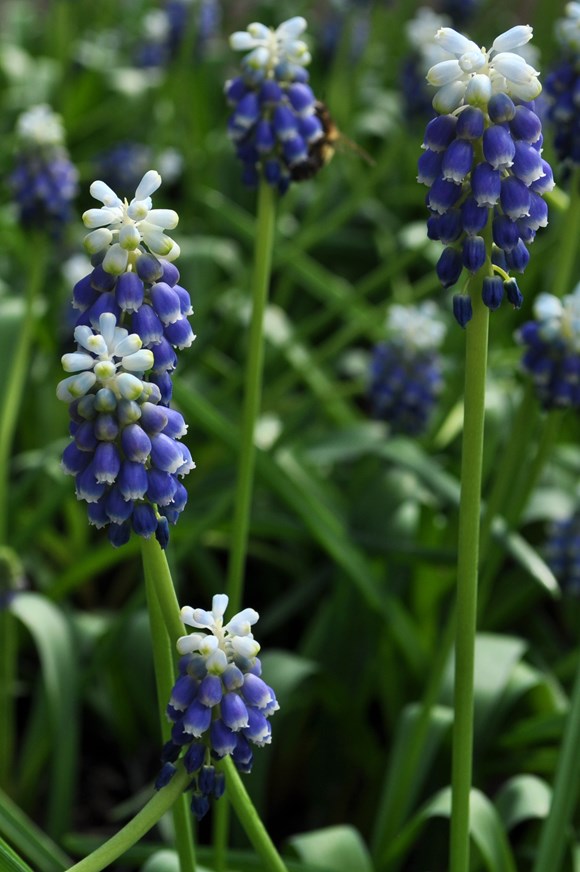 Muscari Touch of Snow