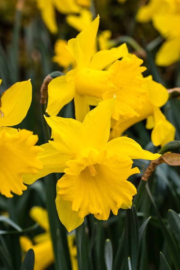 Narcissus Golden Harvest