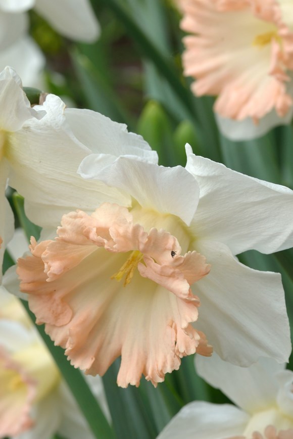 Narcissus British Gamble