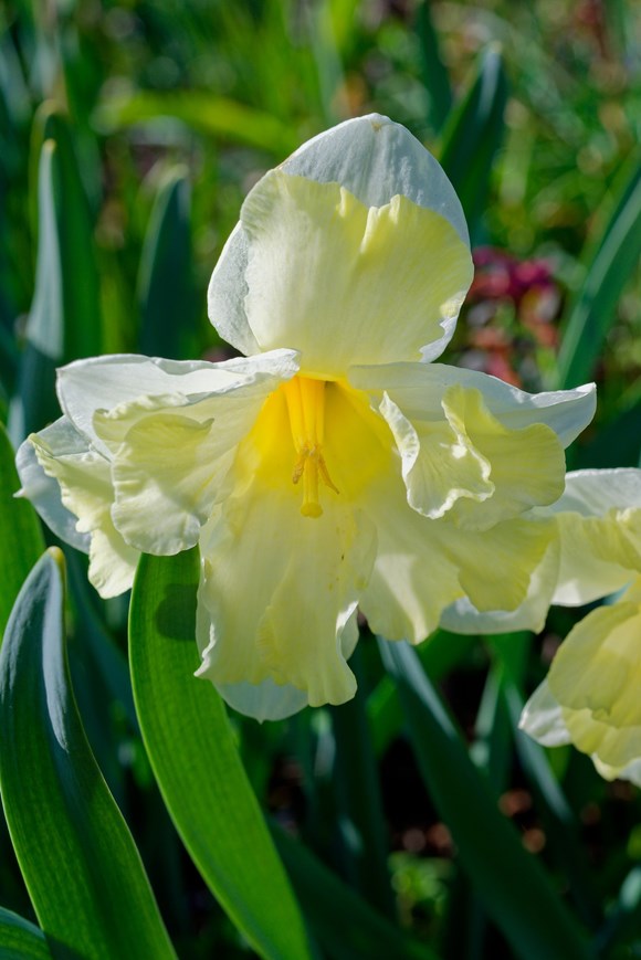 Narcissus  Cassata 
