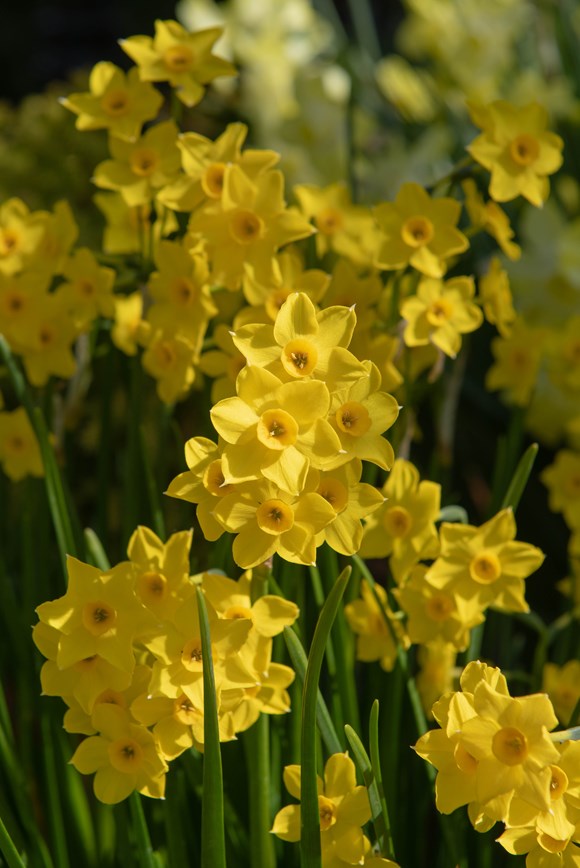 Narcissus Baby Boomer