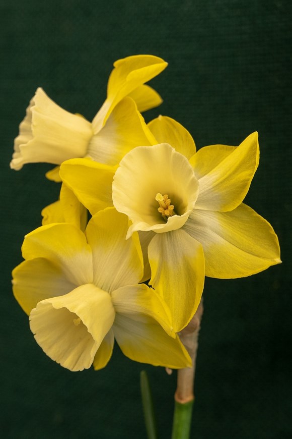 Narcissus Hillstar