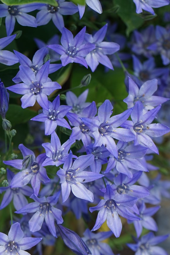 Triteleia laxa Koningin Fabiola