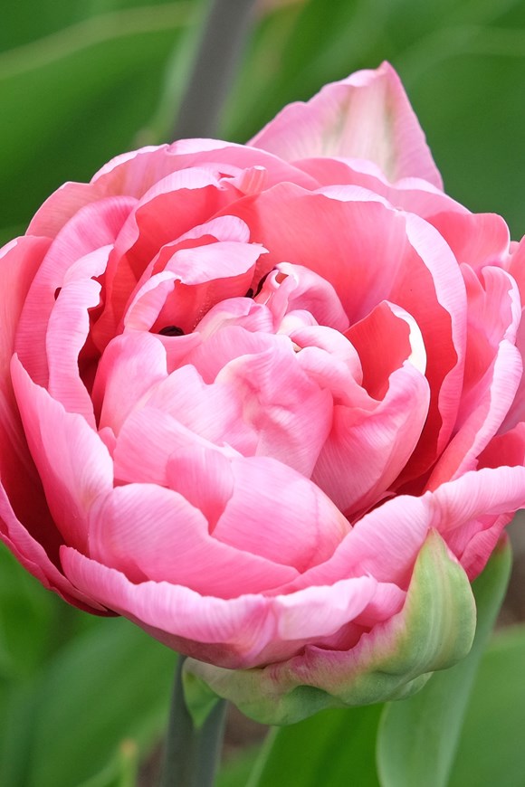 Tulipa Amazing Grace