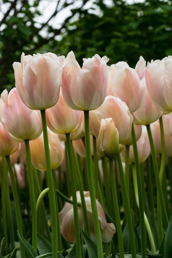 Tulipa Apricot Pride