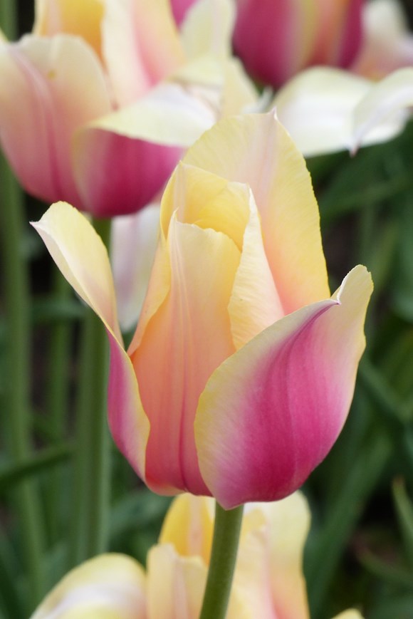 Tulipa Blushing Lady