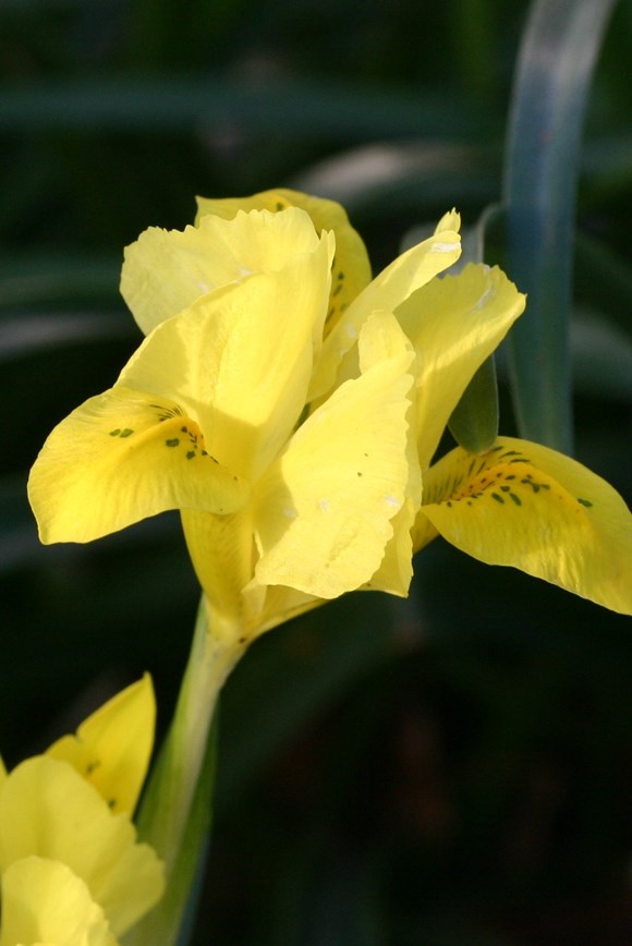 Iris danfordiae