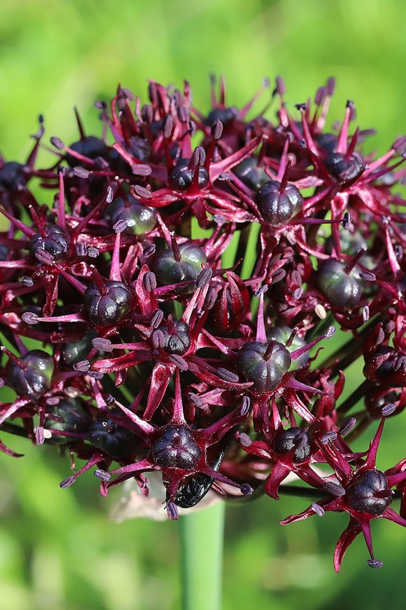 Allium atropurpureum