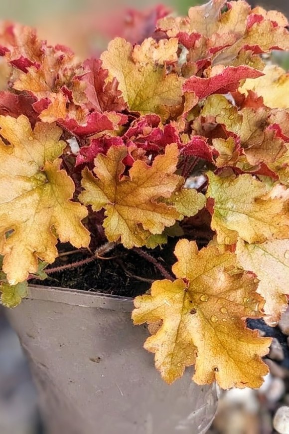Heuchera Marmalade 2ltr