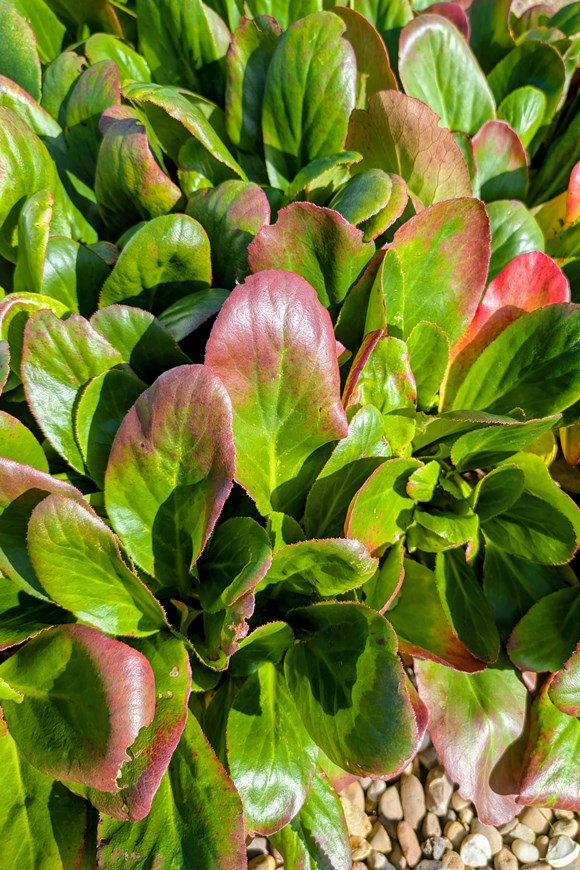 Bergenia Bressingham White 2ltr
