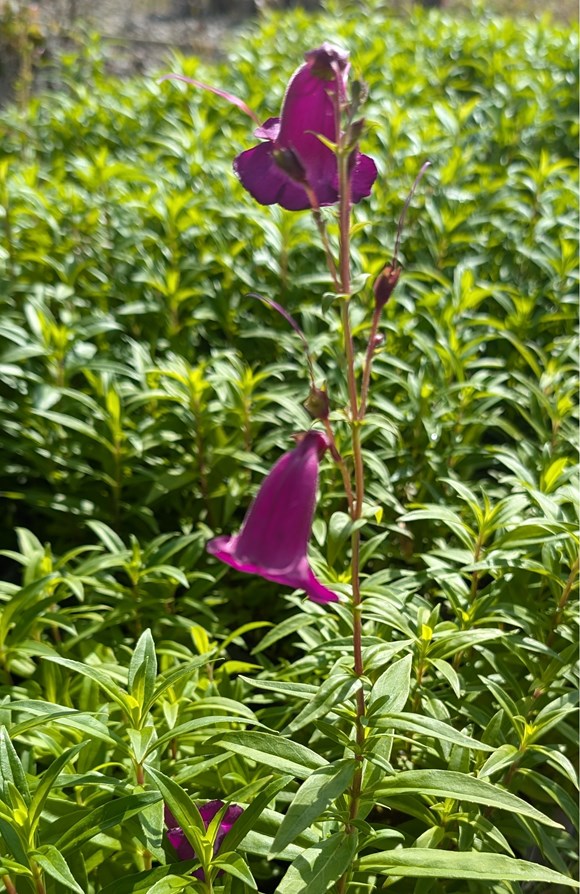 Penstemon Purple Passion